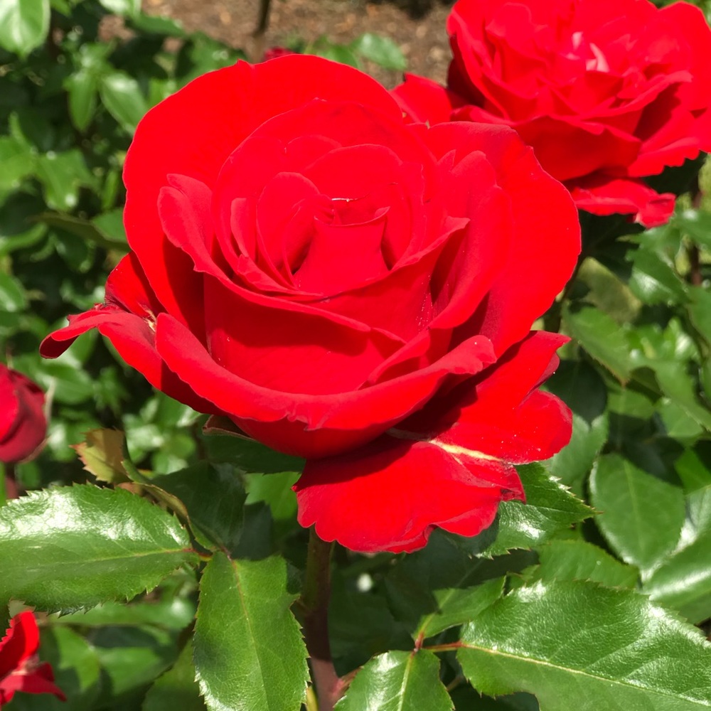 Meet your Posher, Kaylie